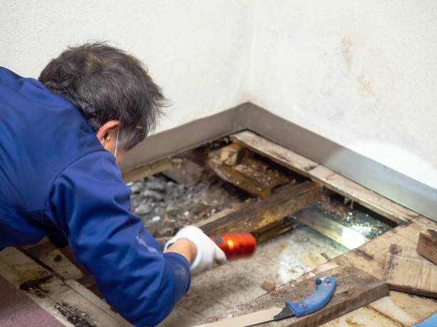 Best Residential Mold Removal  in Griswold, IA