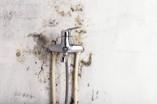 Best Black Mold Removal  in Griswold, IA