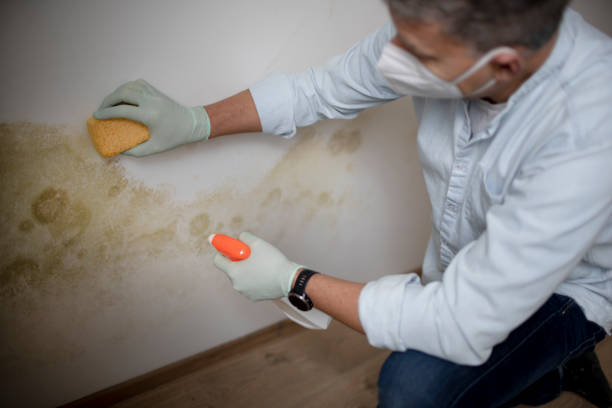 Best Emergency Mold Removal  in Griswold, IA